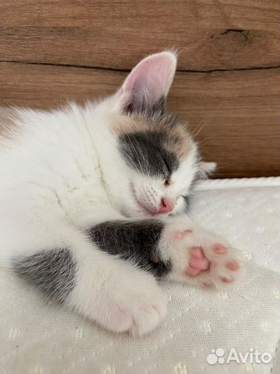 Передержка котов и котоняня на дом