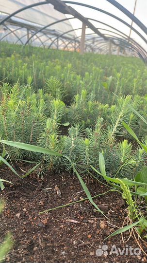 Саженцы сосны зкс от производителя