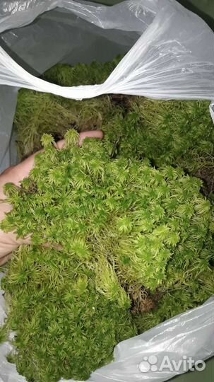 Сфагнум для орхидей, цветов