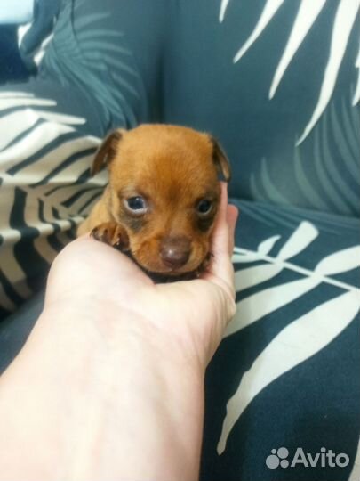 Той-терьер щенки