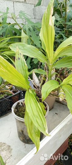 Орхидея Хизис