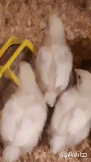 Цыплята бройлеры