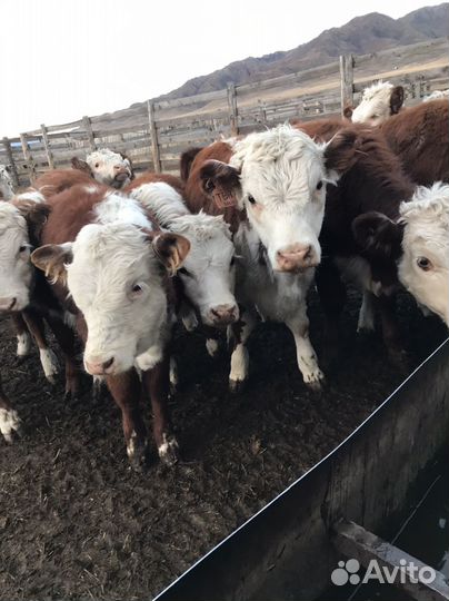 Продам бычков и телок