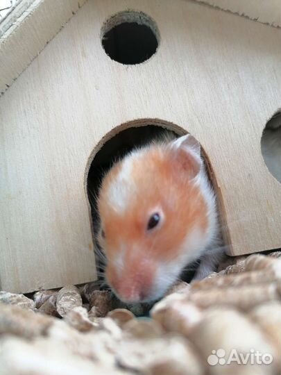 Хомяки, клетки (заводчик)