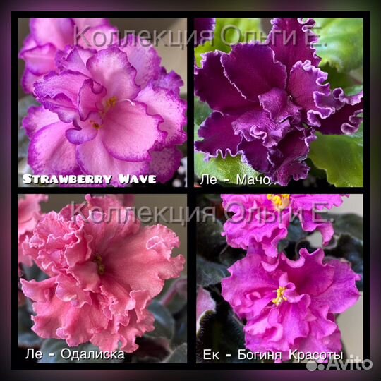 Фиалка в горшках