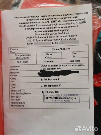 Жеребец на случку, и кобыла на продажу