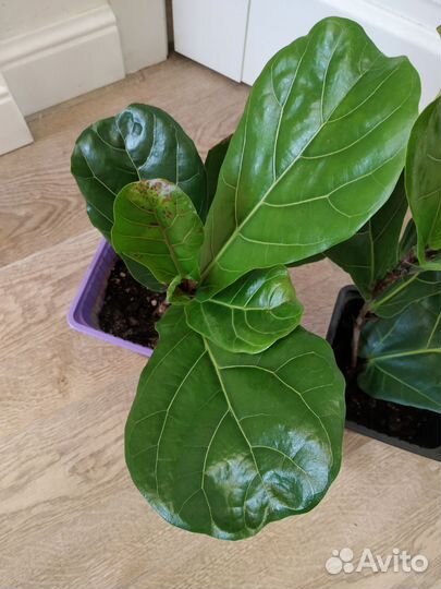 Фикус лировидный колумнарис