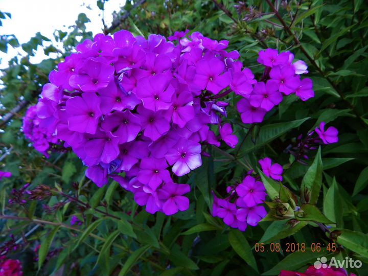 Флокс метельчатый