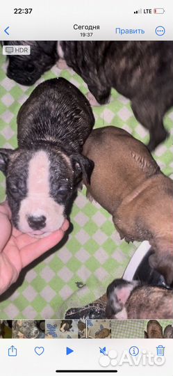 Амстафф щенки