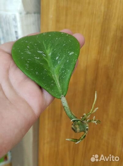 Хойя обовата вариегатная