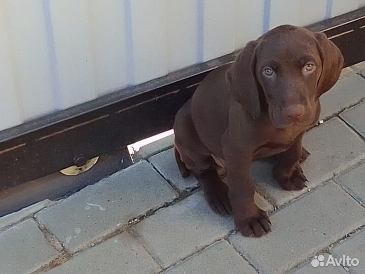 Щенки курцхаара