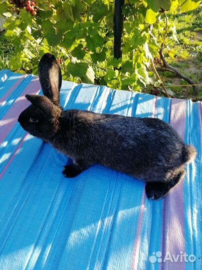 Кролики мясных пород