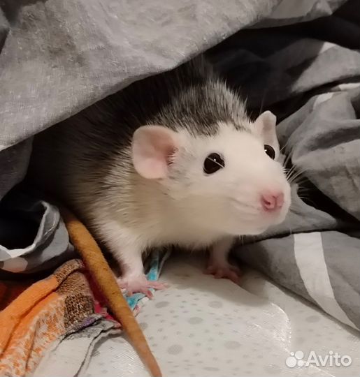 Передержка грызунов