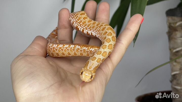 Свиноносый уж Albino