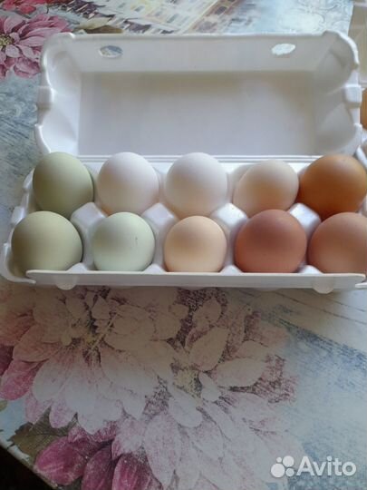 Домашние куриные яйца