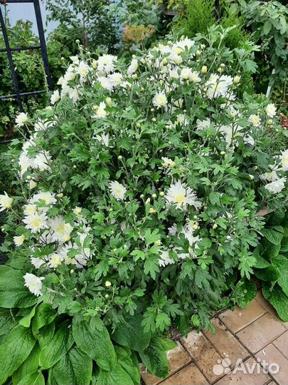 Хризантема кустовая