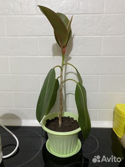 Фикус каучуконосный 53 см