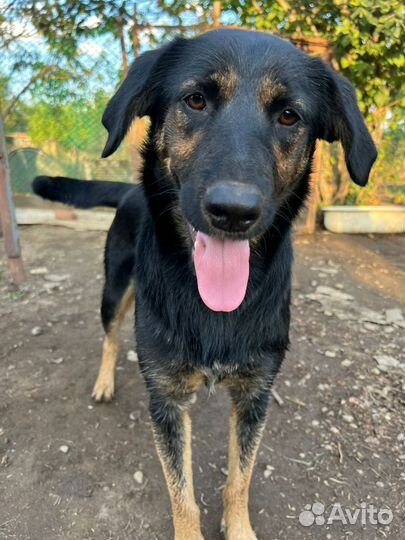 Собака немецкая овчарка метис