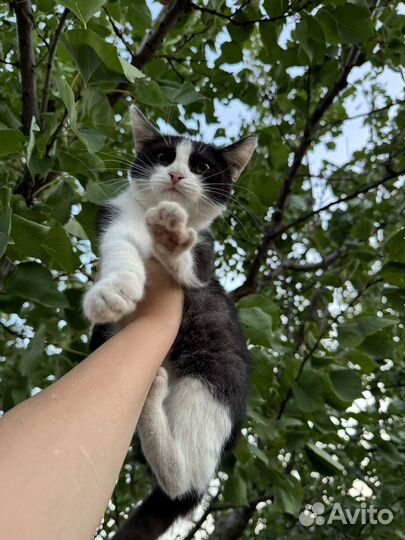 Кошки в добрые руки