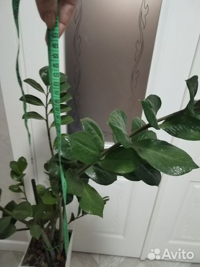 Замиокулькас