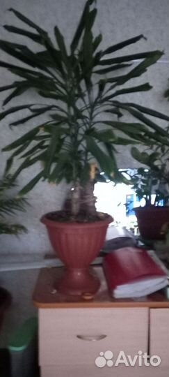 Комнатные растения цветы