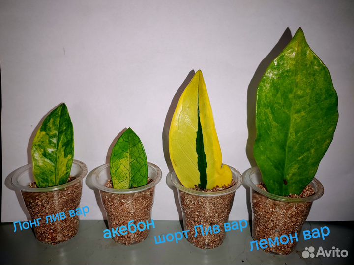 Замиокулькас вариегатный, яркий набор