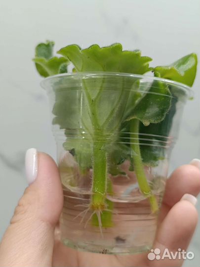 Листья фиалок