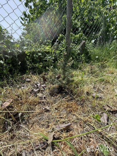 Голубая ель