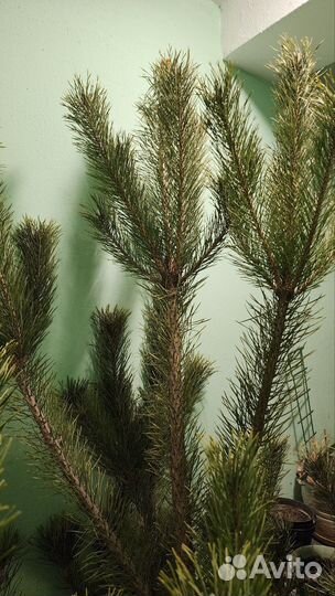 Сосна новогодняя живая