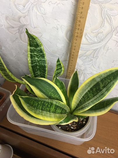 Сансевиерия детки