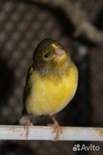 Передержка птиц