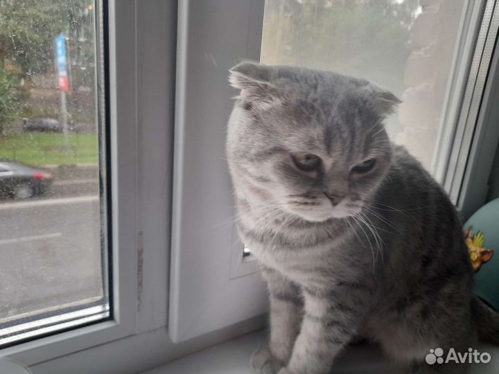 Кошка британская вислоухая
