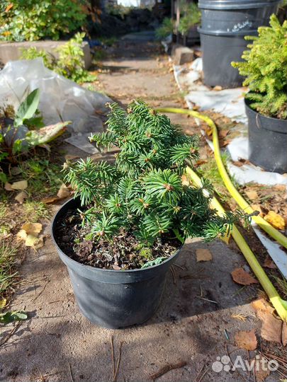 Пихта бальзамическая Нана (Nana)