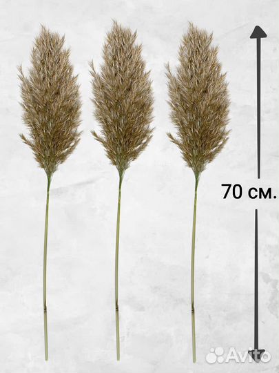 Пампасная трава сухоцветы