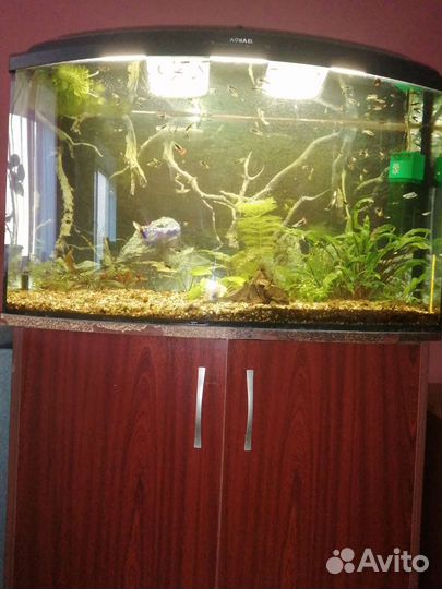 Аквариум 