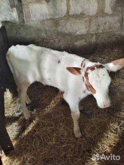 Телята бычки