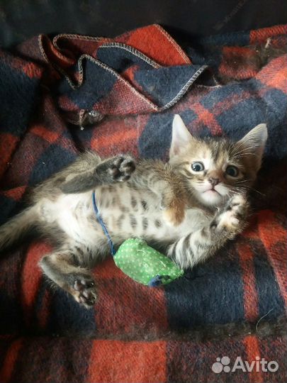 Котятки в добрые ручки