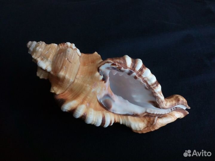 Ракушка Cymatium lotorium 157,1 mm Большой