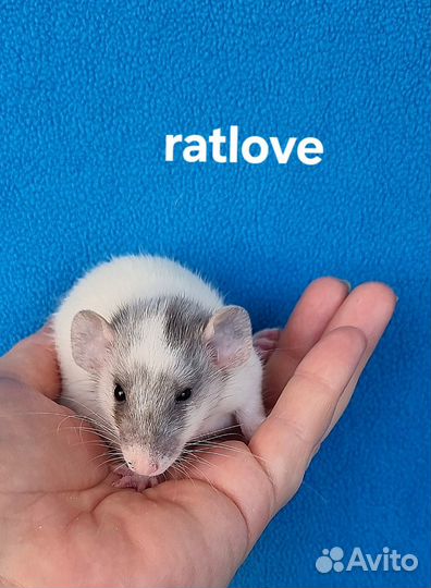 Крысята дамбо редкие мальчишки от ratlove
