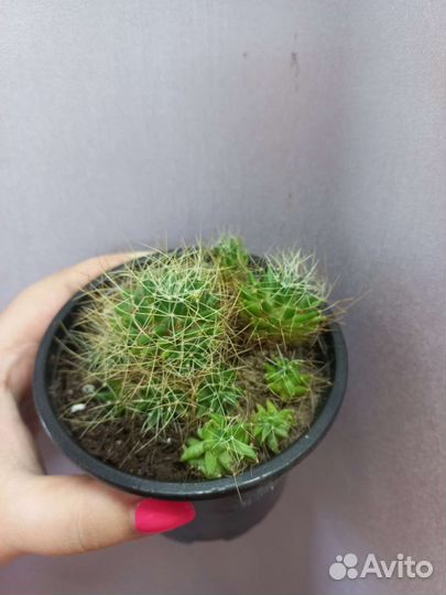 Кактус цветущий