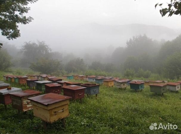 Мед 2024 года из Алтая оптом