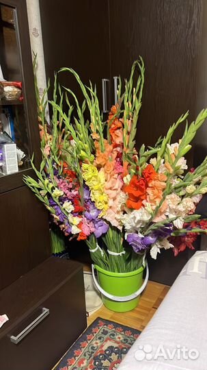 Гладиолусы букет свежий срез