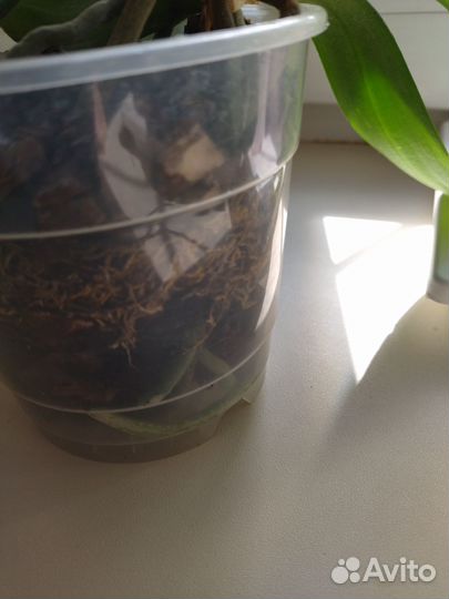 Орхидея фаленопсис