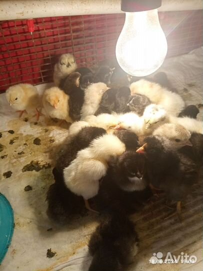 Цыплята суточные