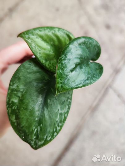 Сциндапсус Сплеш блю