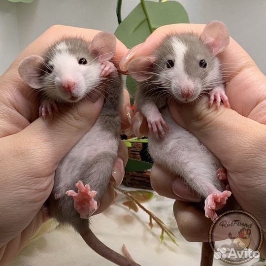 Крысята дамбо, рекс, стандарт. Декоративные крысы