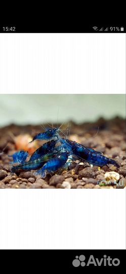 Аквариумные креветки