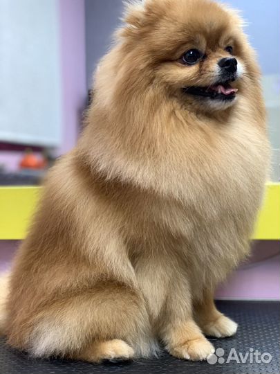 Груминг (стрижка собак и кошек)