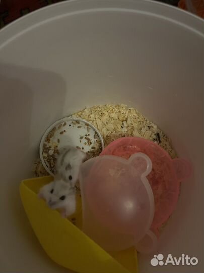 Хомяки бенгальские