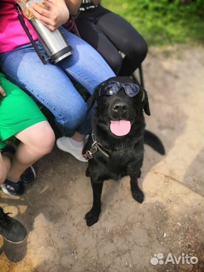 Лабрадор-ретривер вязка